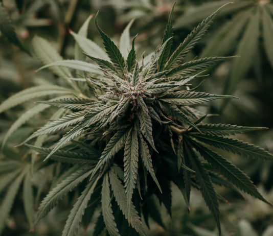 Atlas doméstico del cannabis: así se evitan los fallos críticos del autocultivo planta cannabis