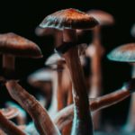 Closeup of some magical mushrooms grown indoor.