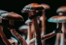 La psilocibina podría no ser el compuesto más activo de los hongos alucinógenos Closeup of some magical mushrooms grown indoor.