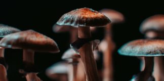 La psilocibina podría no ser el compuesto más activo de los hongos alucinógenos Closeup of some magical mushrooms grown indoor.