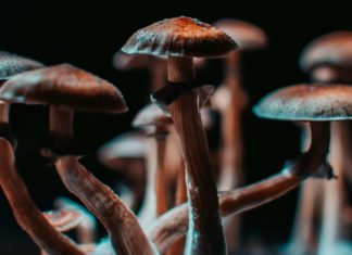 Closeup of some magical mushrooms grown indoor.