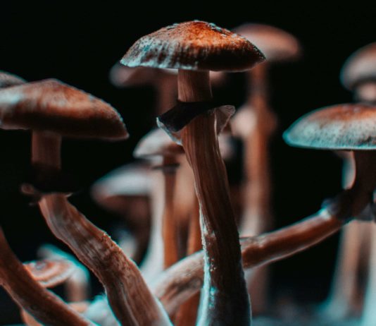 La psilocibina podría no ser el compuesto más activo de los hongos alucinógenos Closeup of some magical mushrooms grown indoor.