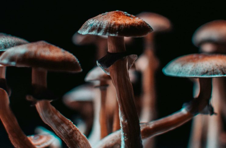 La psilocibina podría no ser el compuesto más activo de los hongos alucinógenos Closeup of some magical mushrooms grown indoor.