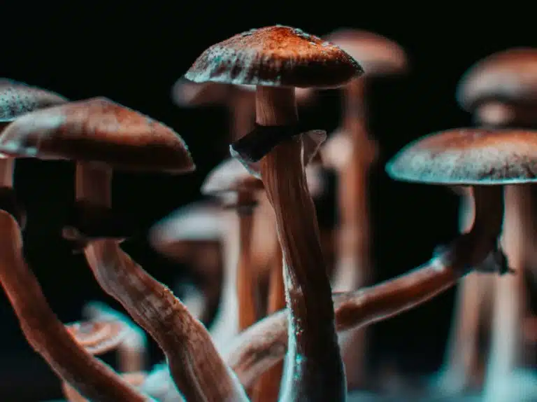 Closeup of some magical mushrooms grown indoor.
