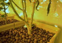 Cultivo hidropónico: Introducción y mitos Cultivo hidropónico: Introducción y mitos