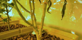 Cultivo hidrop&oacute;nico: Introducci&oacute;n y mitos