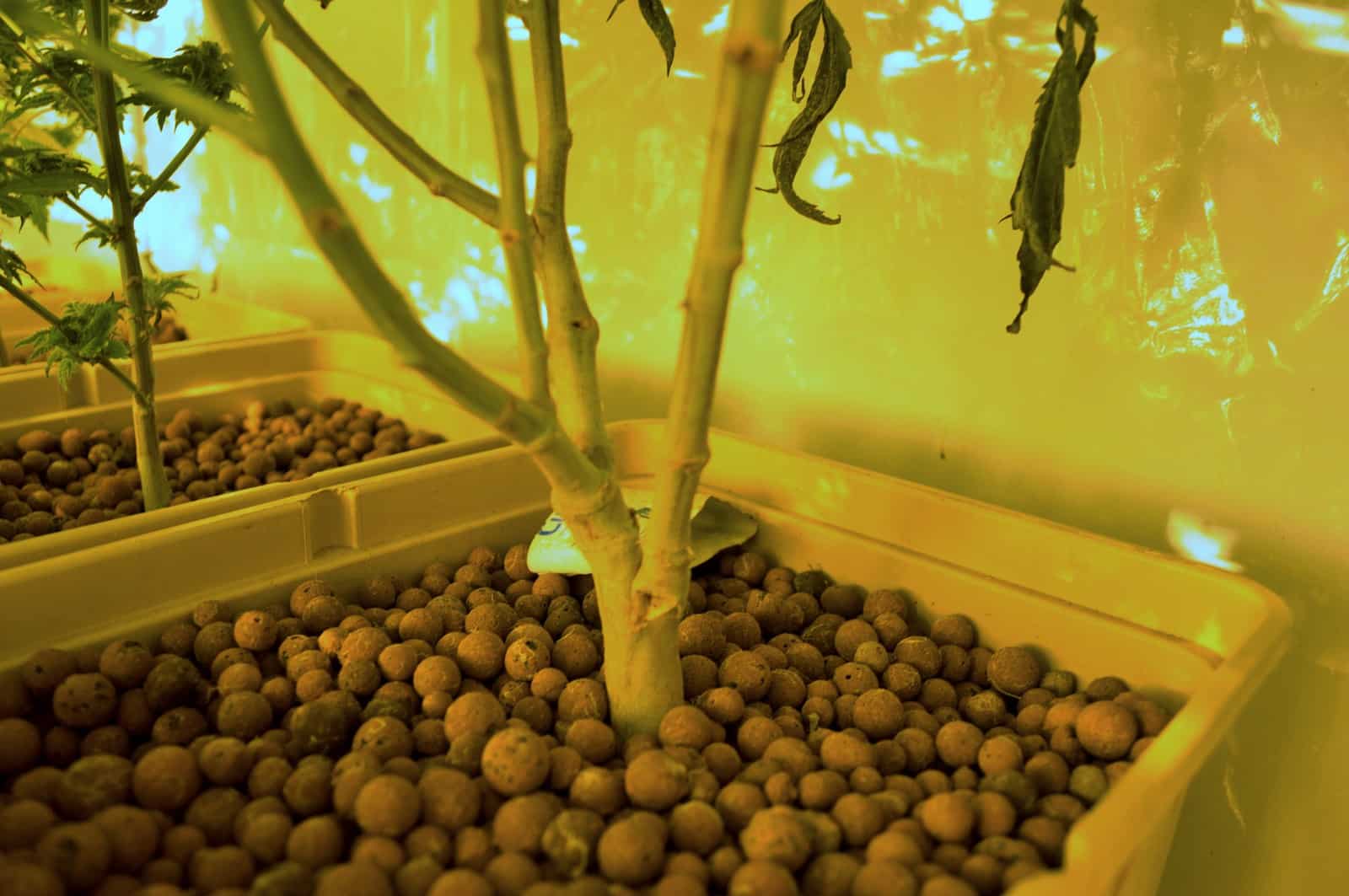 Cultivo hidropónico: Introducción y mitos