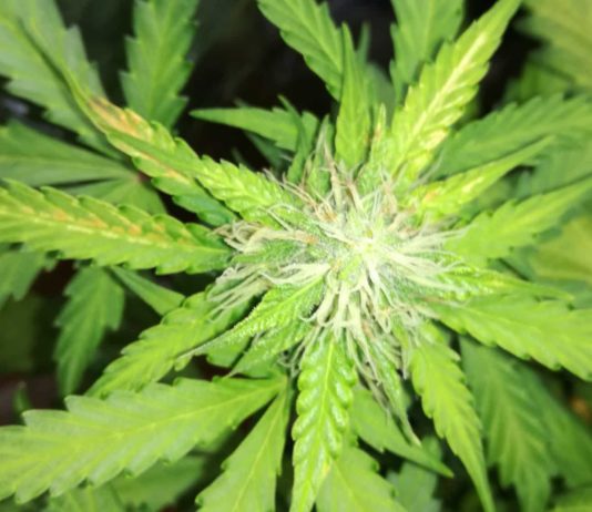 Deficiencia de boro en el cultivo de cannabis