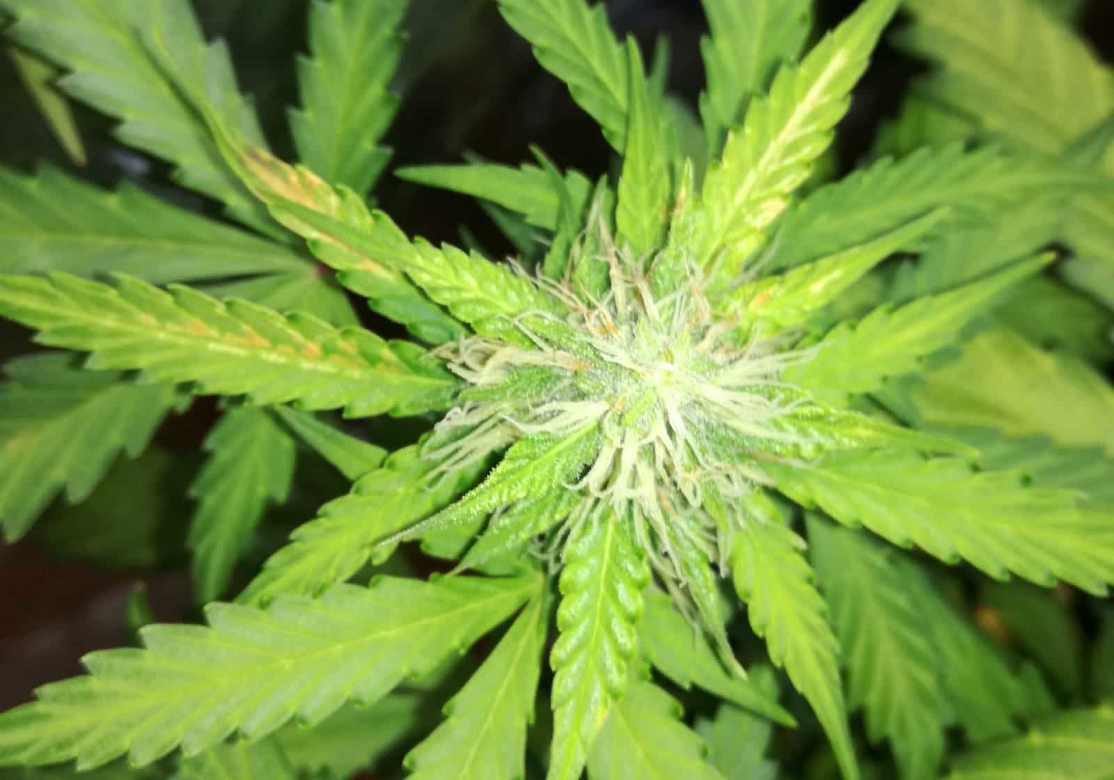 Deficiencia de boro en el cultivo de cannabis