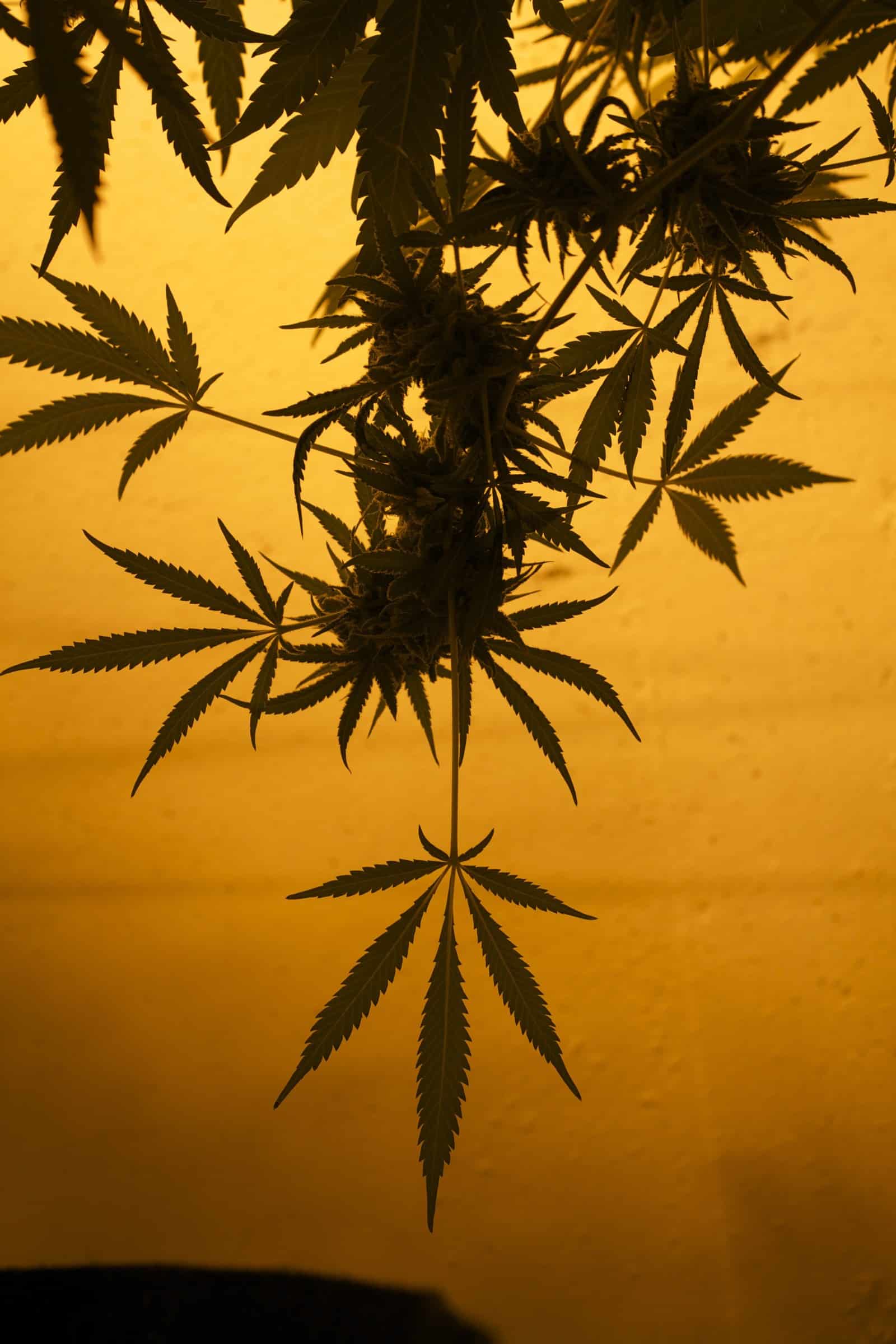 Cultivo indoor detalle 1