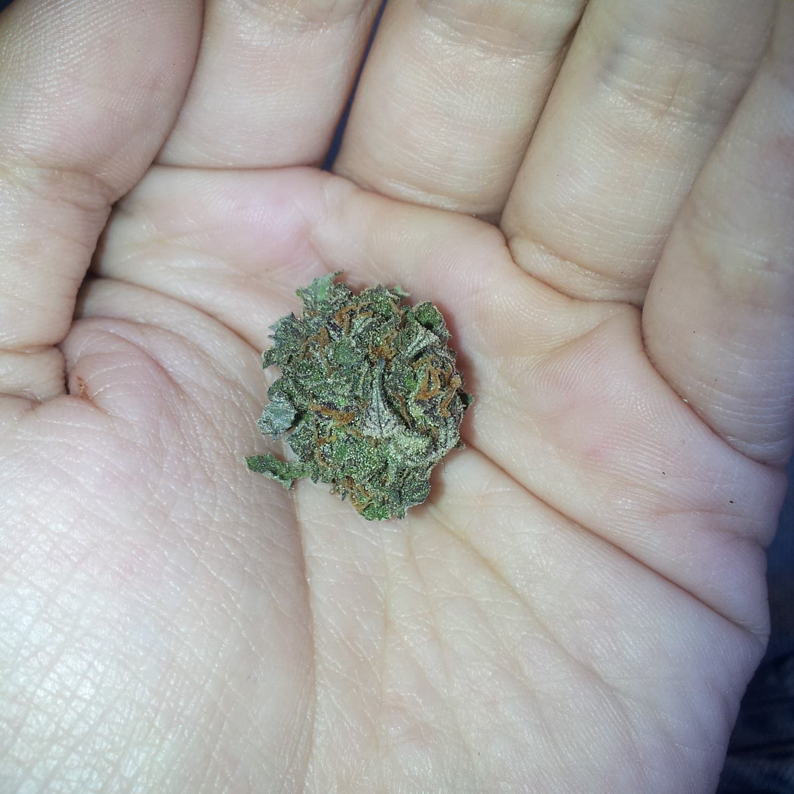 Marihuana detalle 1