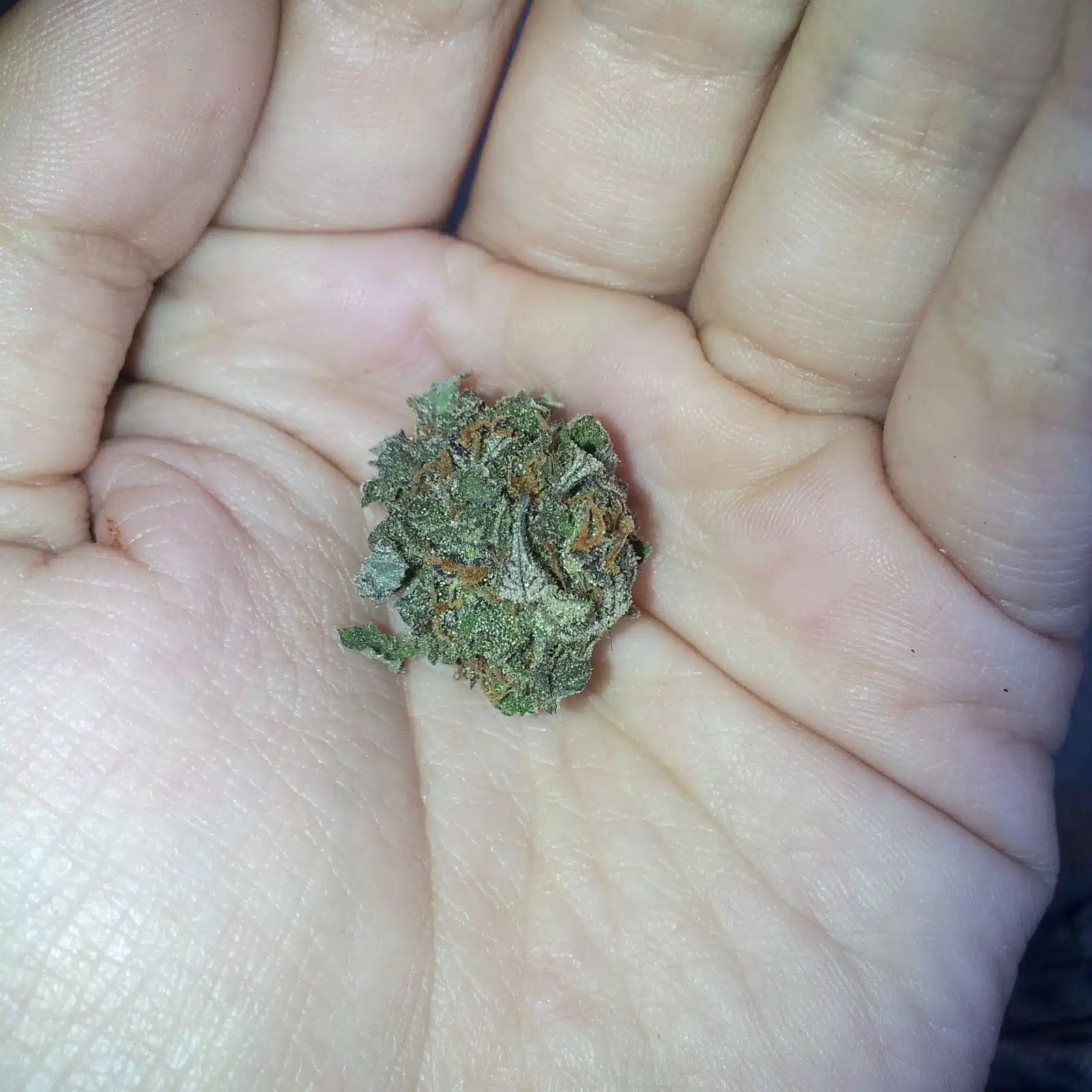 Marihuana detalle 1