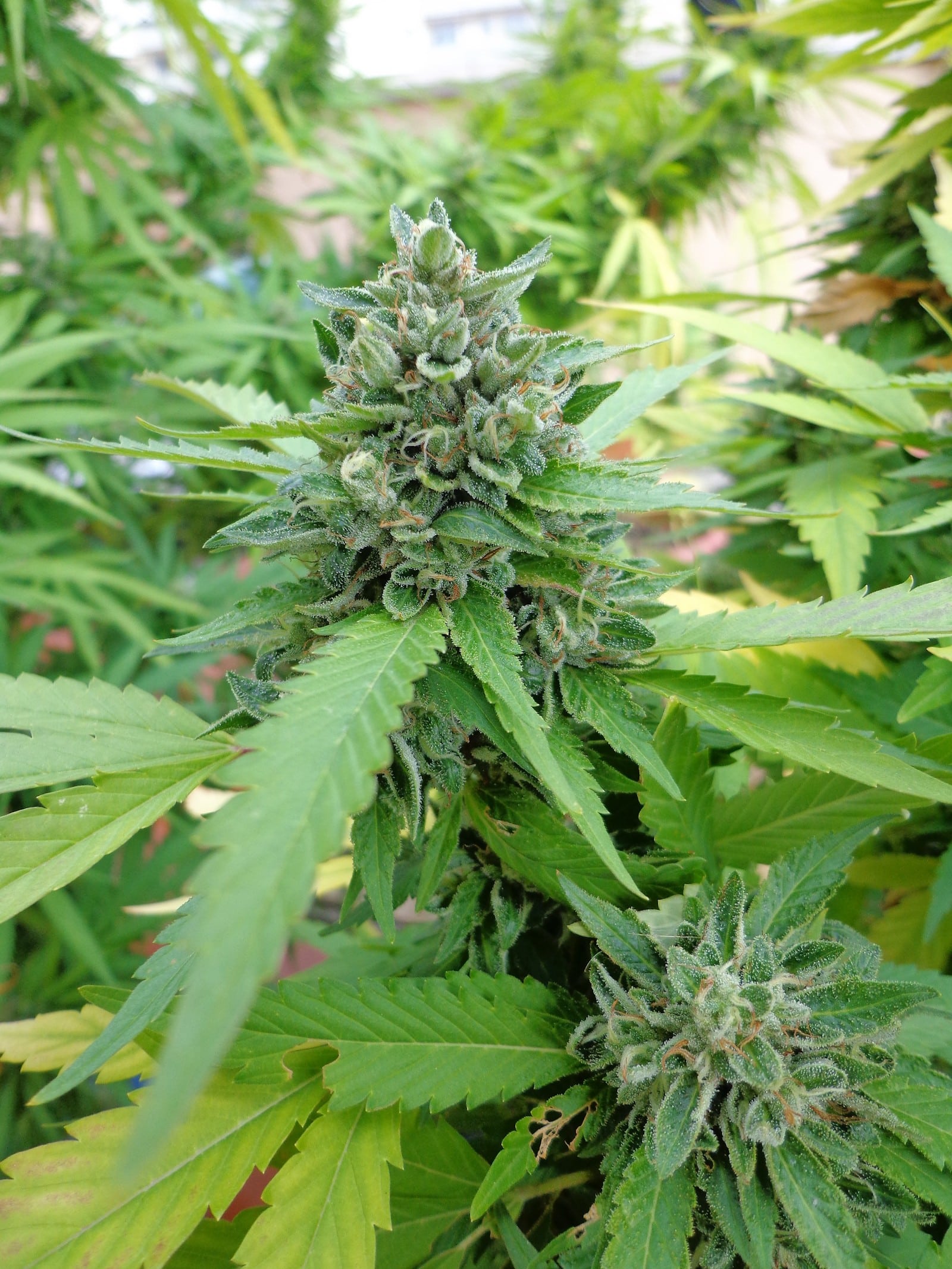 Cultivo en balcones y terrazas detalle 1