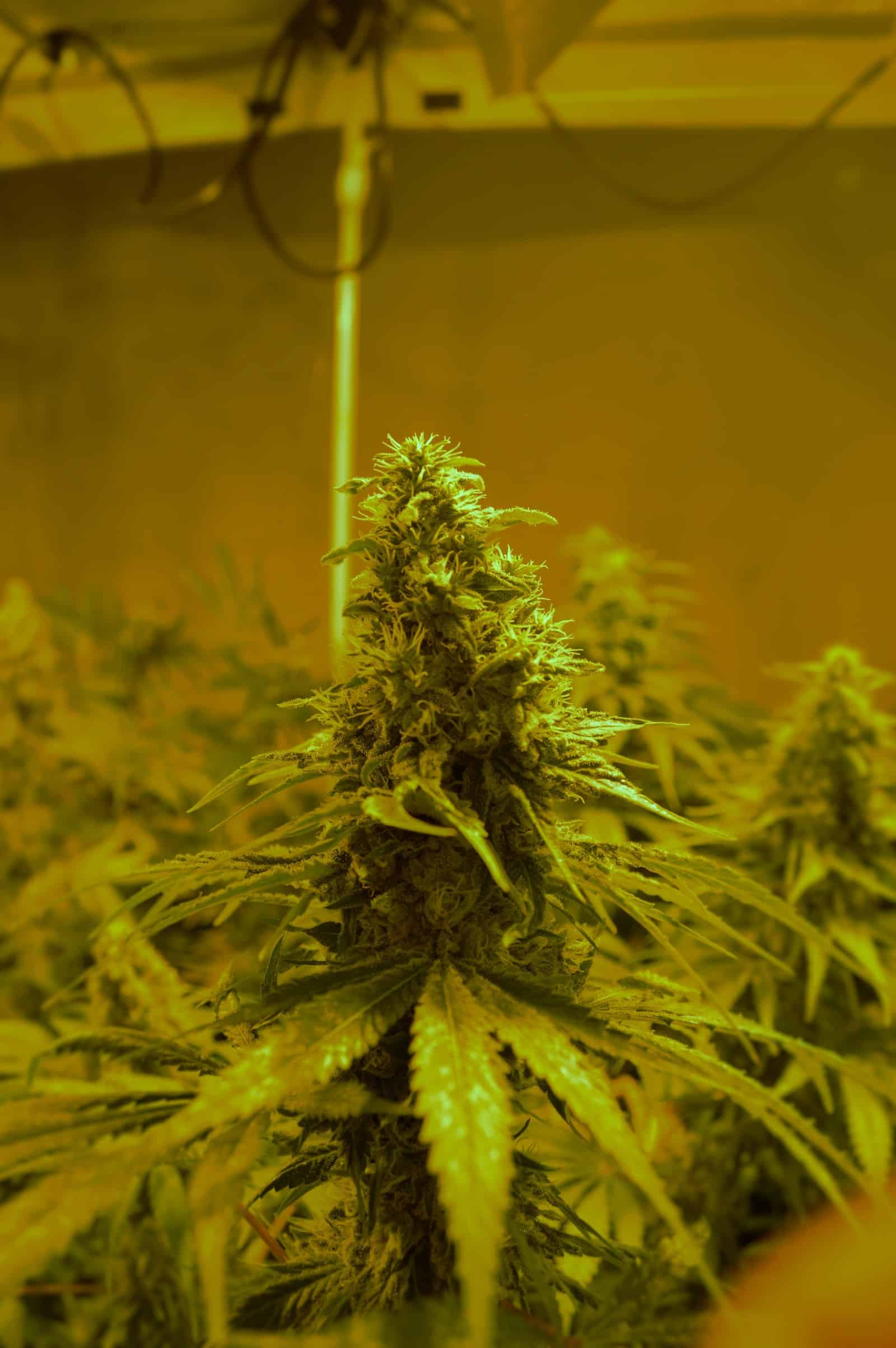 Cultivo hidrop&oacute;nico detalle 2