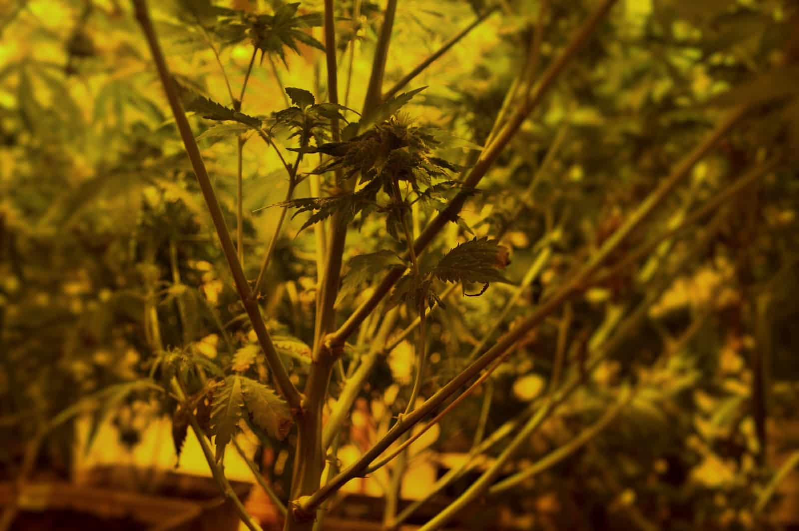 Cultivo hidrop&oacute;nico detalle 4