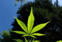 Consejos para cultivo indoor en verano Consejos para cultivo indoor en verano