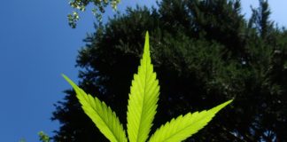 Consejos para cultivo indoor en verano