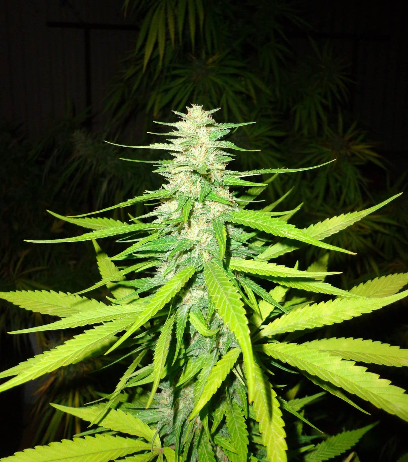 Marihuana detalle 3