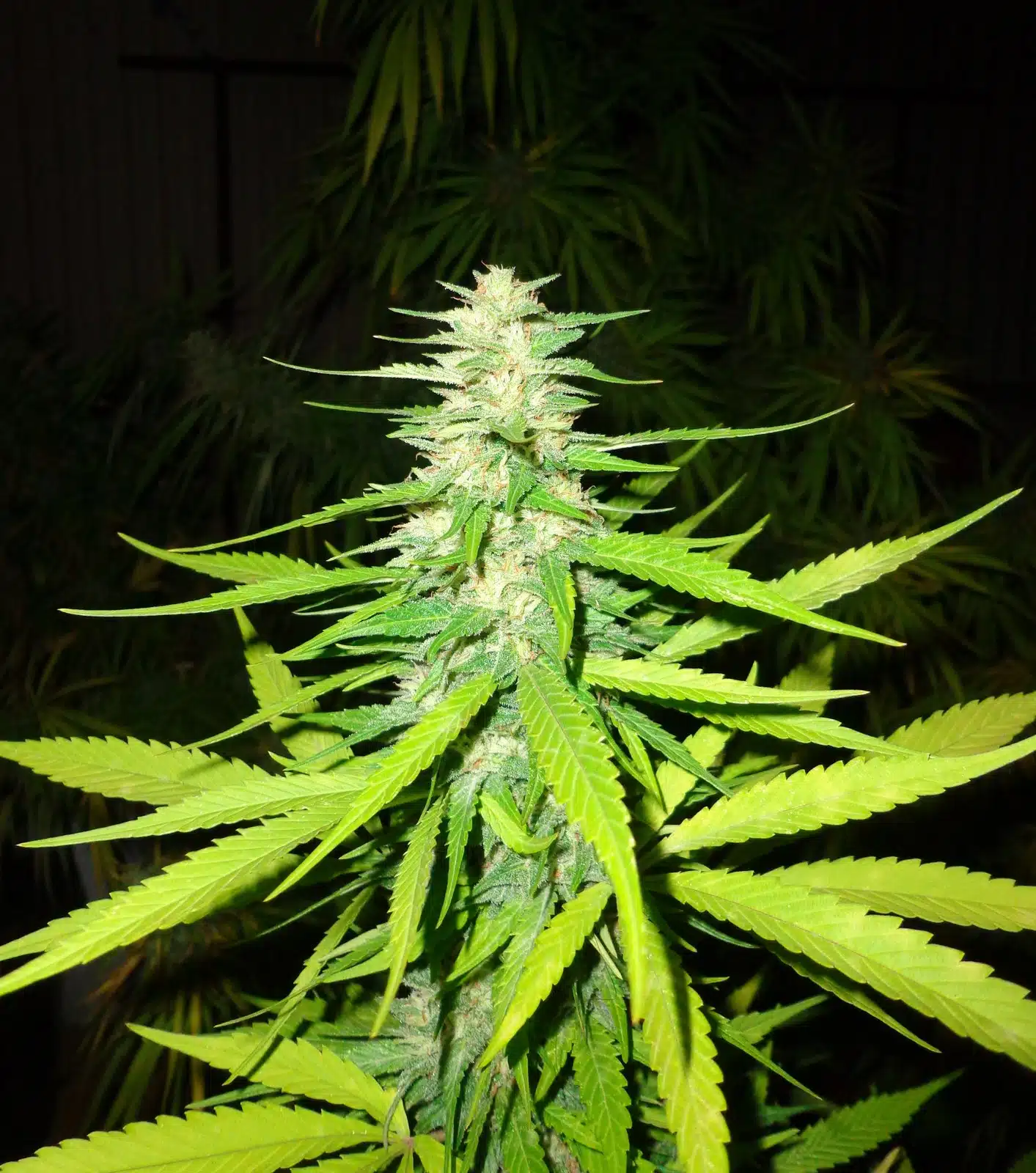 Marihuana detalle 3