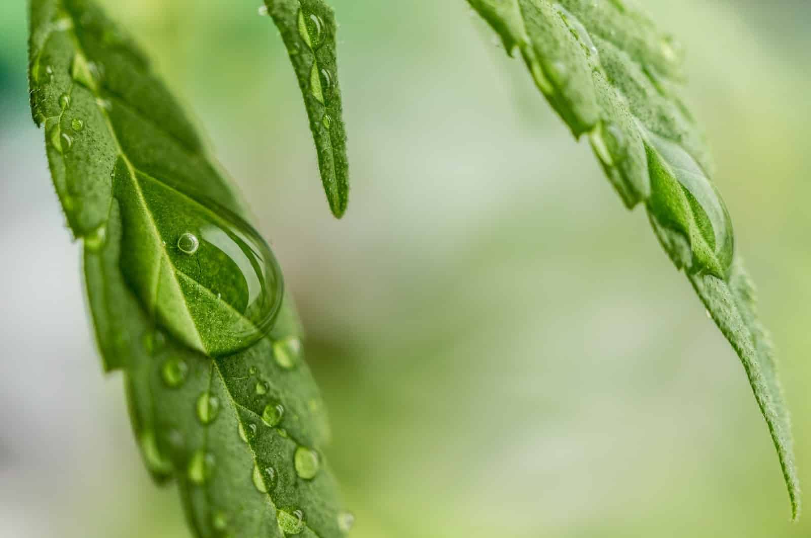Cultivo indoor detalle 4