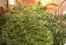 Introducción al cultivo avanzado: guía esencial Introducción al cultivo avanzado: guía esencial