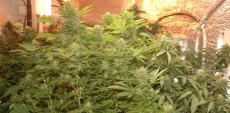Introducci&oacute;n al cultivo avanzado: gu&iacute;a esencial