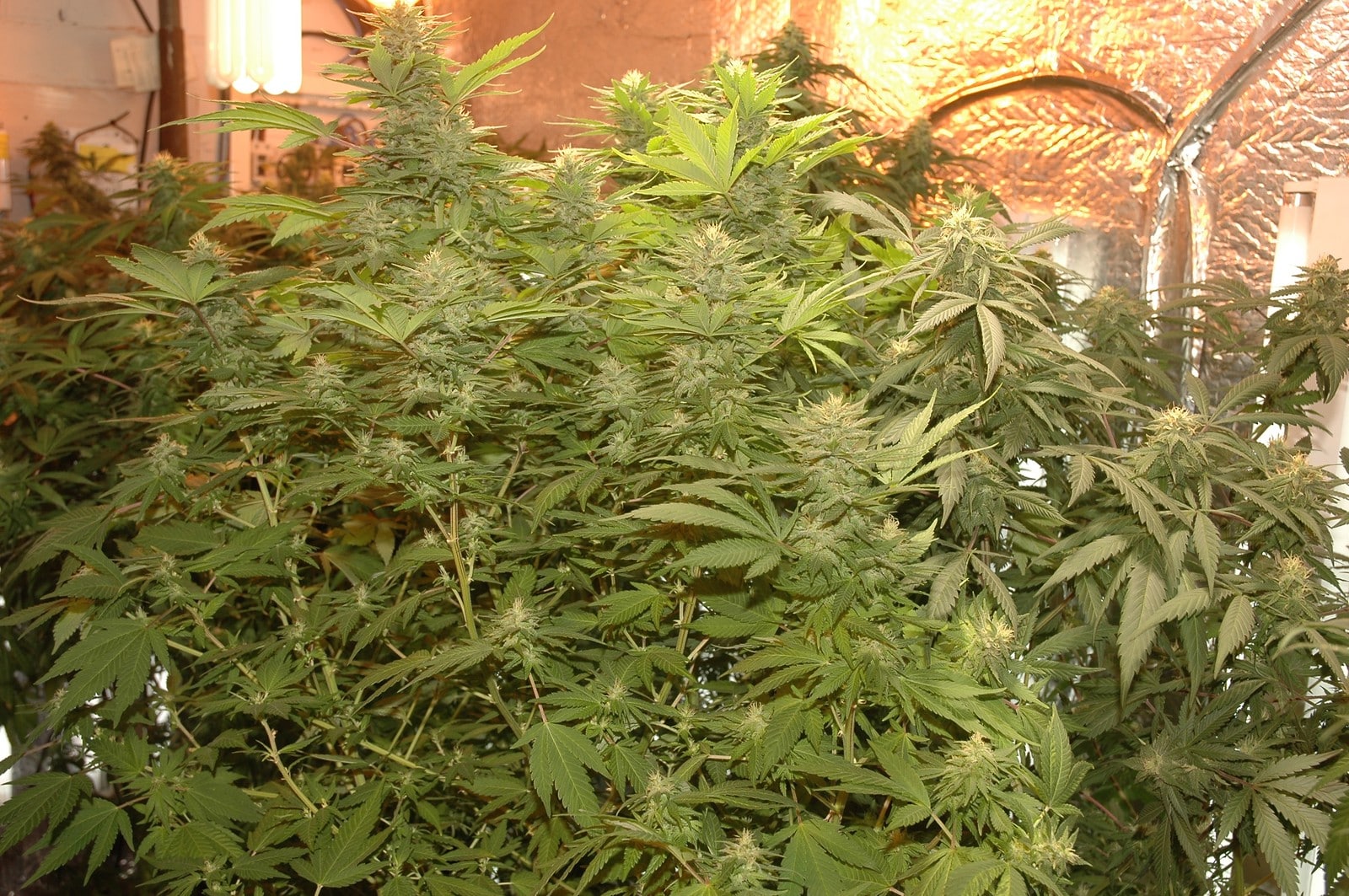 Cultivo avanzado detalle 1