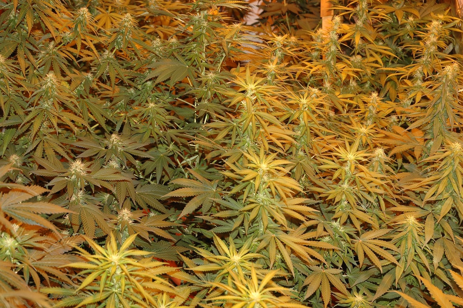 Cultivo avanzado detalle 2