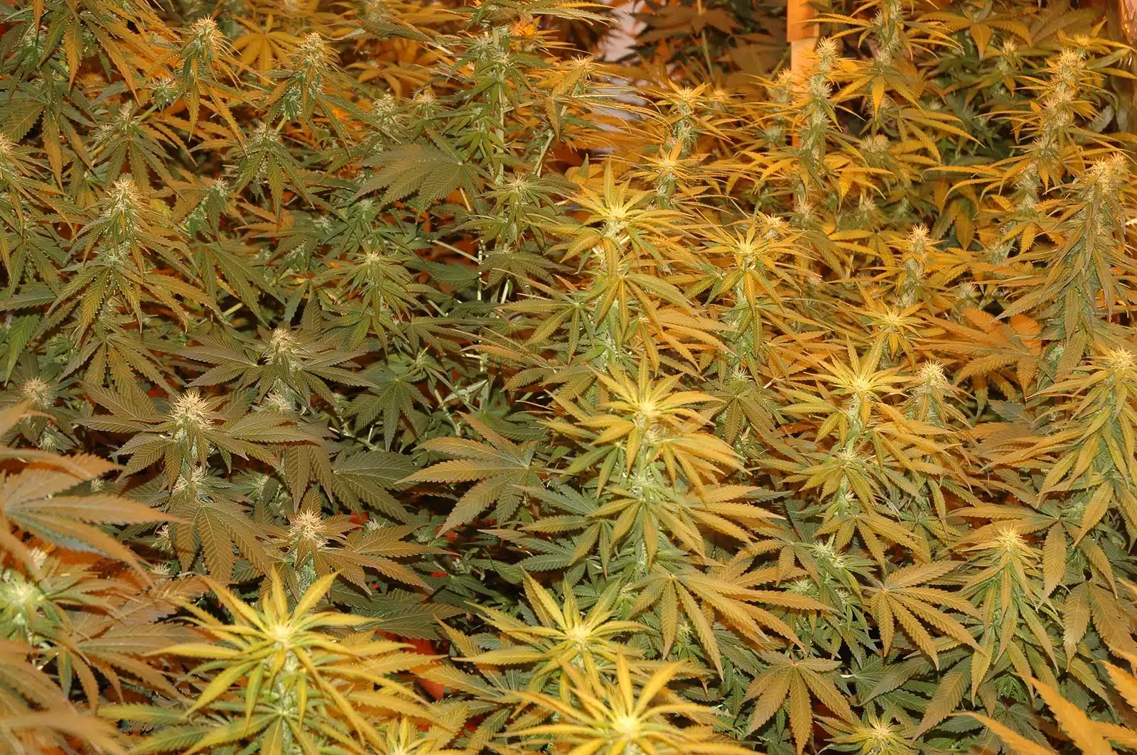 Cultivo avanzado detalle 2
