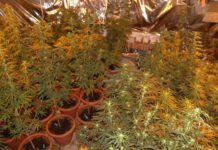 La influencia de la luz ultravioleta en el THC del cannabis Luz ultravioleta THC imagen 1
