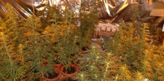 Luz ultravioleta THC imagen 1