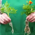 Fijación del nitrógeno: claves y microorganismos Fijación del nitrógeno: claves y microorganismos