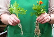 Fijación del nitrógeno: claves y microorganismos Fijación del nitrógeno: claves y microorganismos
