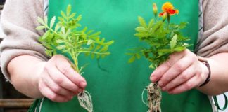 Fijaci&oacute;n del nitr&oacute;geno: claves y microorganismos