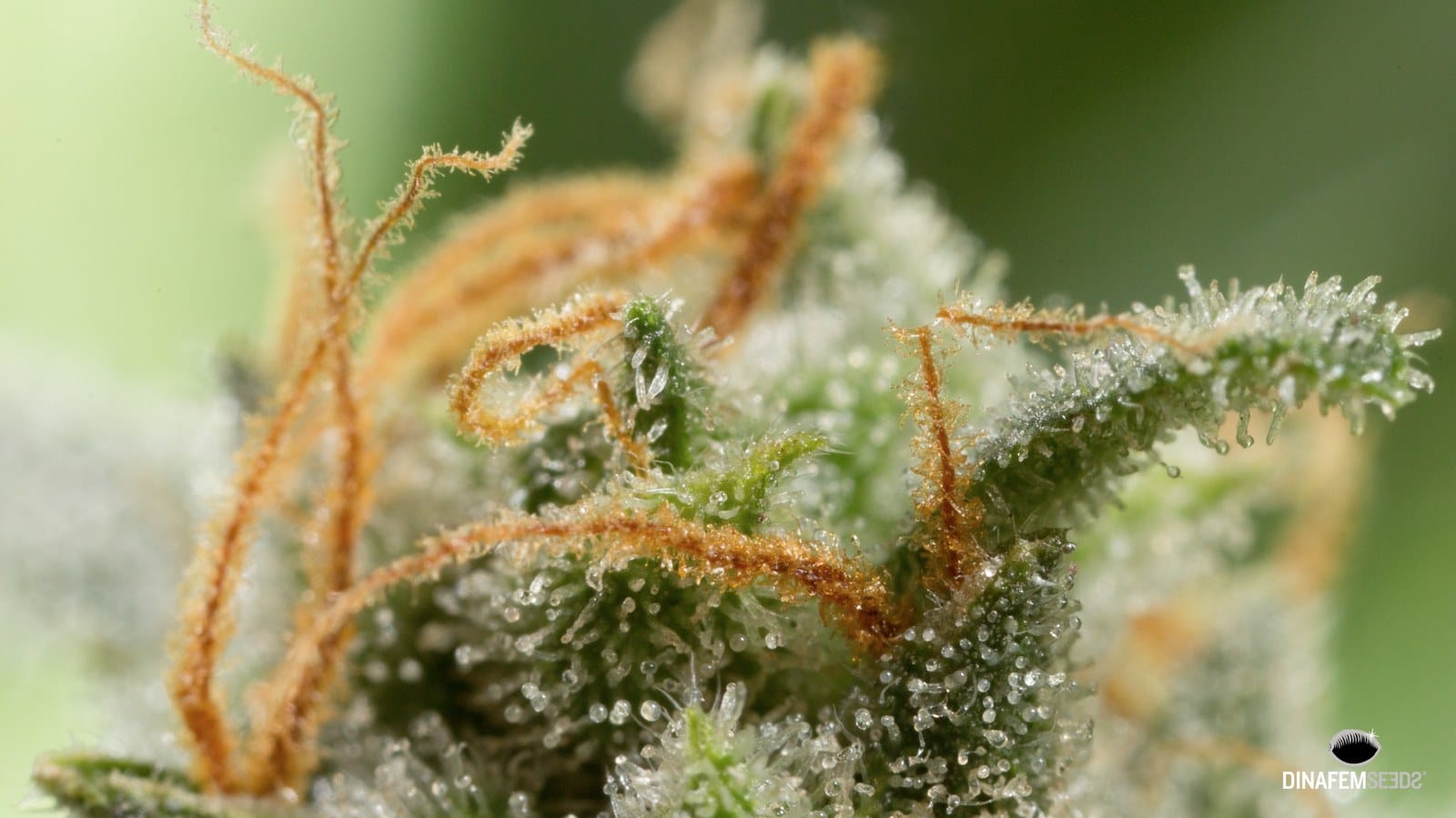 Cannabidiol (CBD) detalle 3
