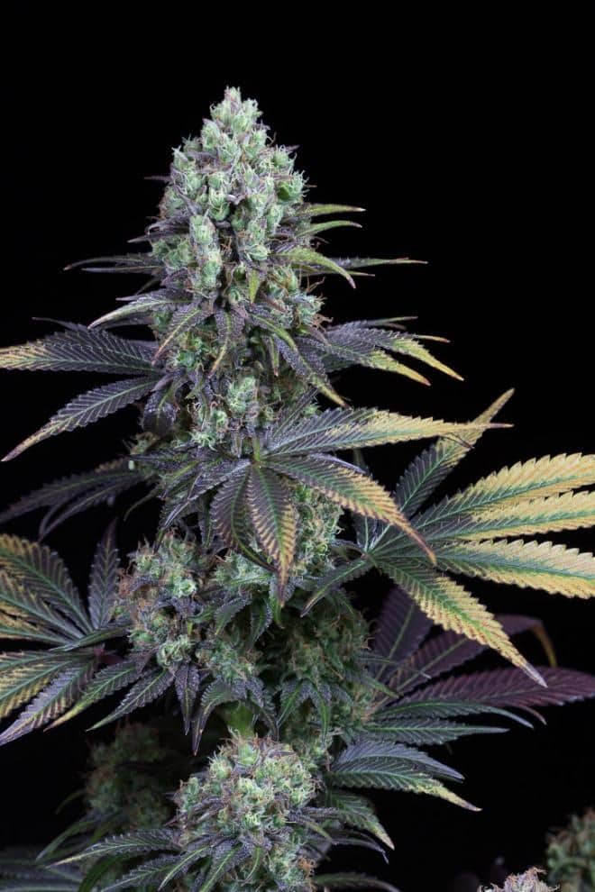 Cannabidiol (CBD) detalle 4
