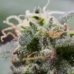 Cannabidiol (CBD) imagen 9