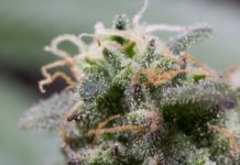 Beneficios del cannabidiol (CBD) para el corazón Cannabidiol (CBD) imagen 9