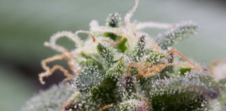 Cannabidiol (CBD) imagen 9