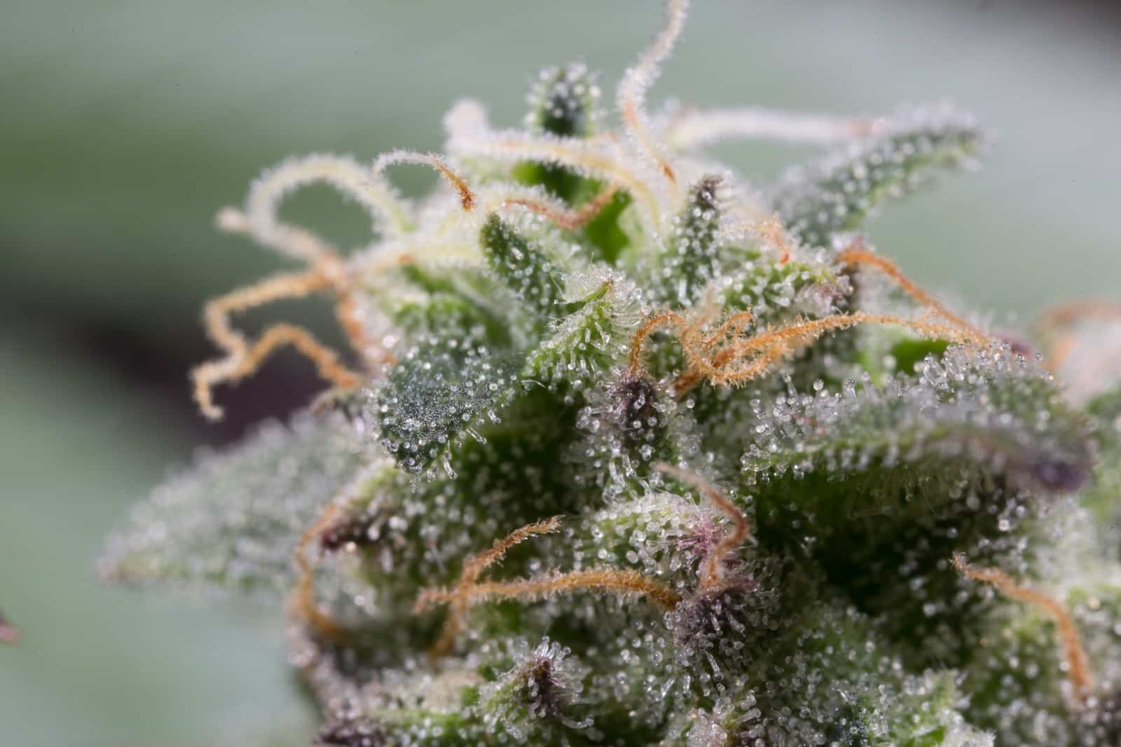 Cannabidiol (CBD) imagen 9