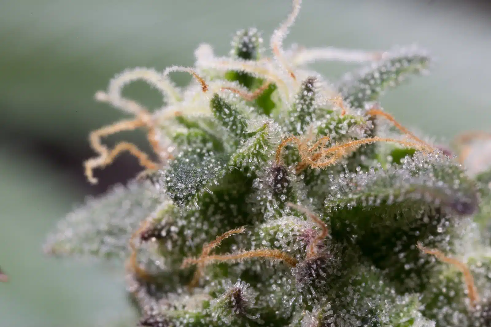Cannabidiol (CBD) imagen 9