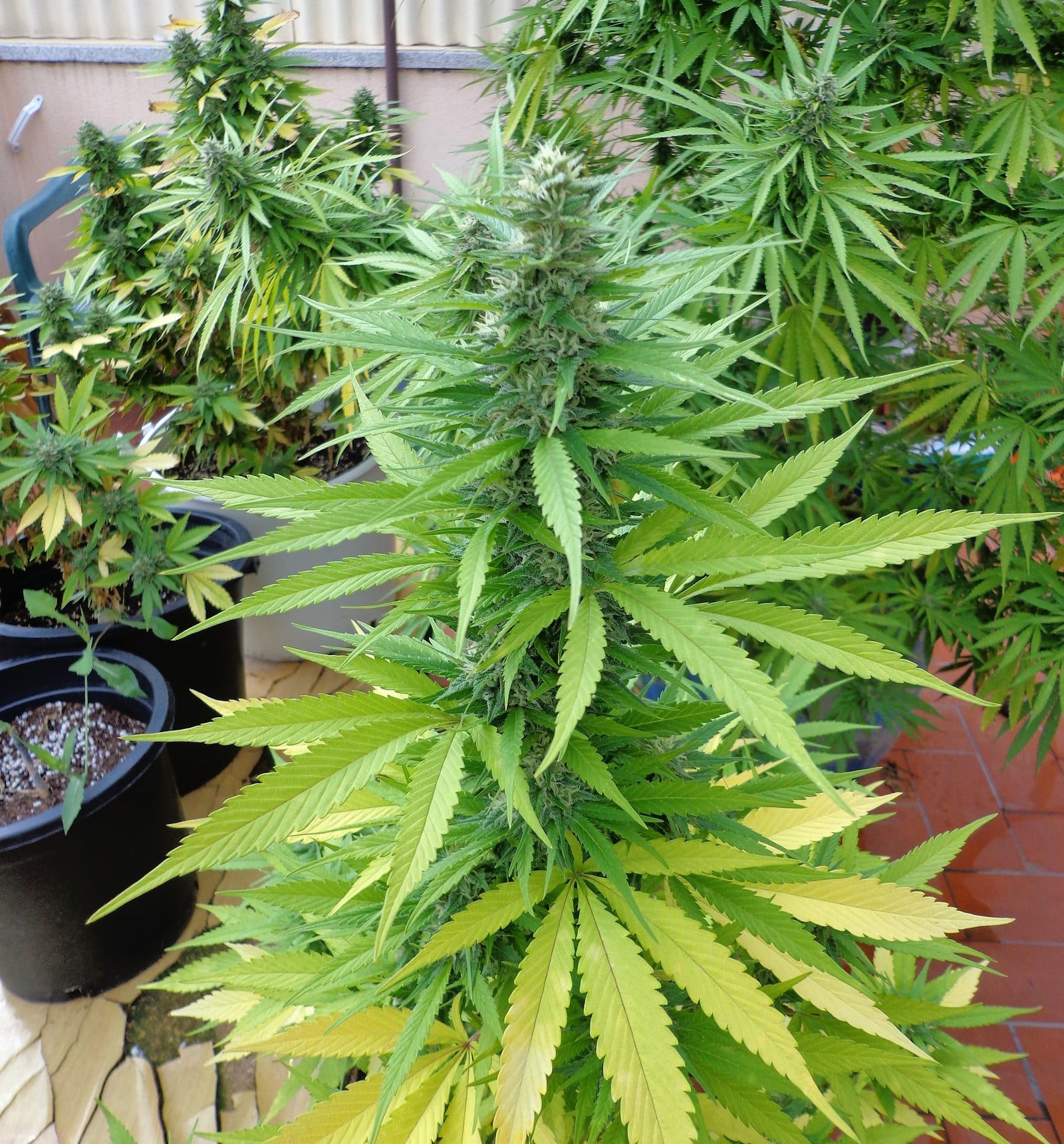 Cultivo en balcones y terrazas detalle 2