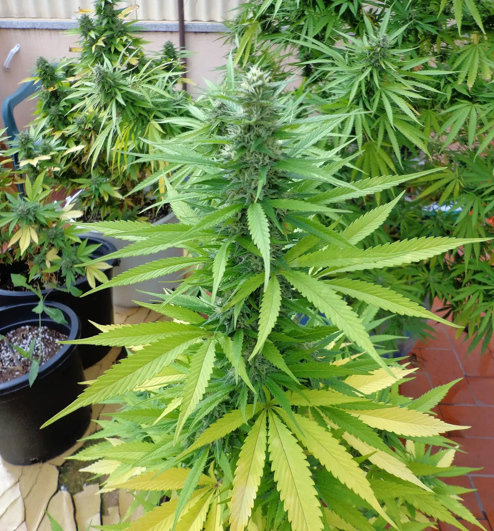 Cultivo en balcones y terrazas detalle 2