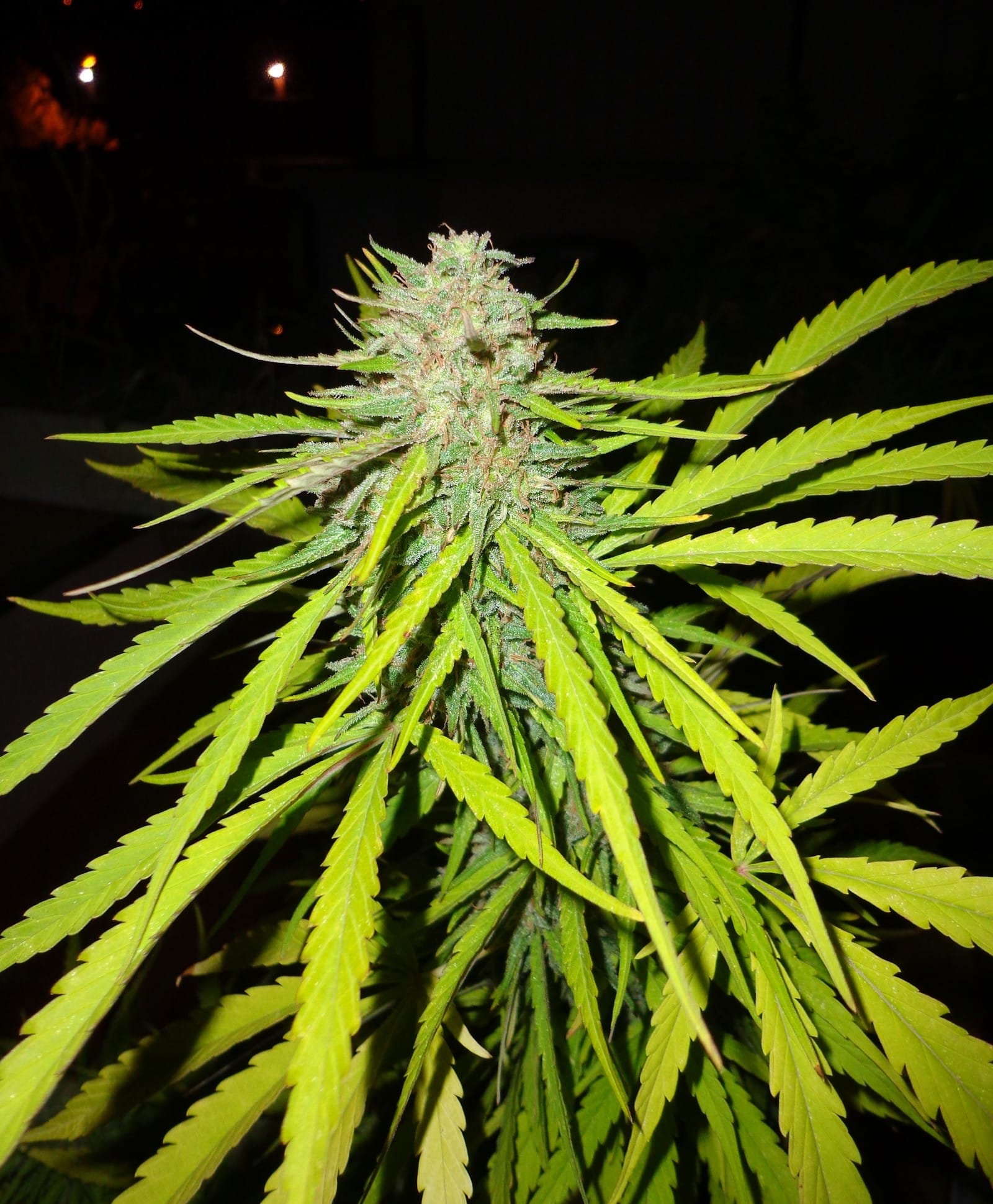 Cultivo en balcones y terrazas detalle 3
