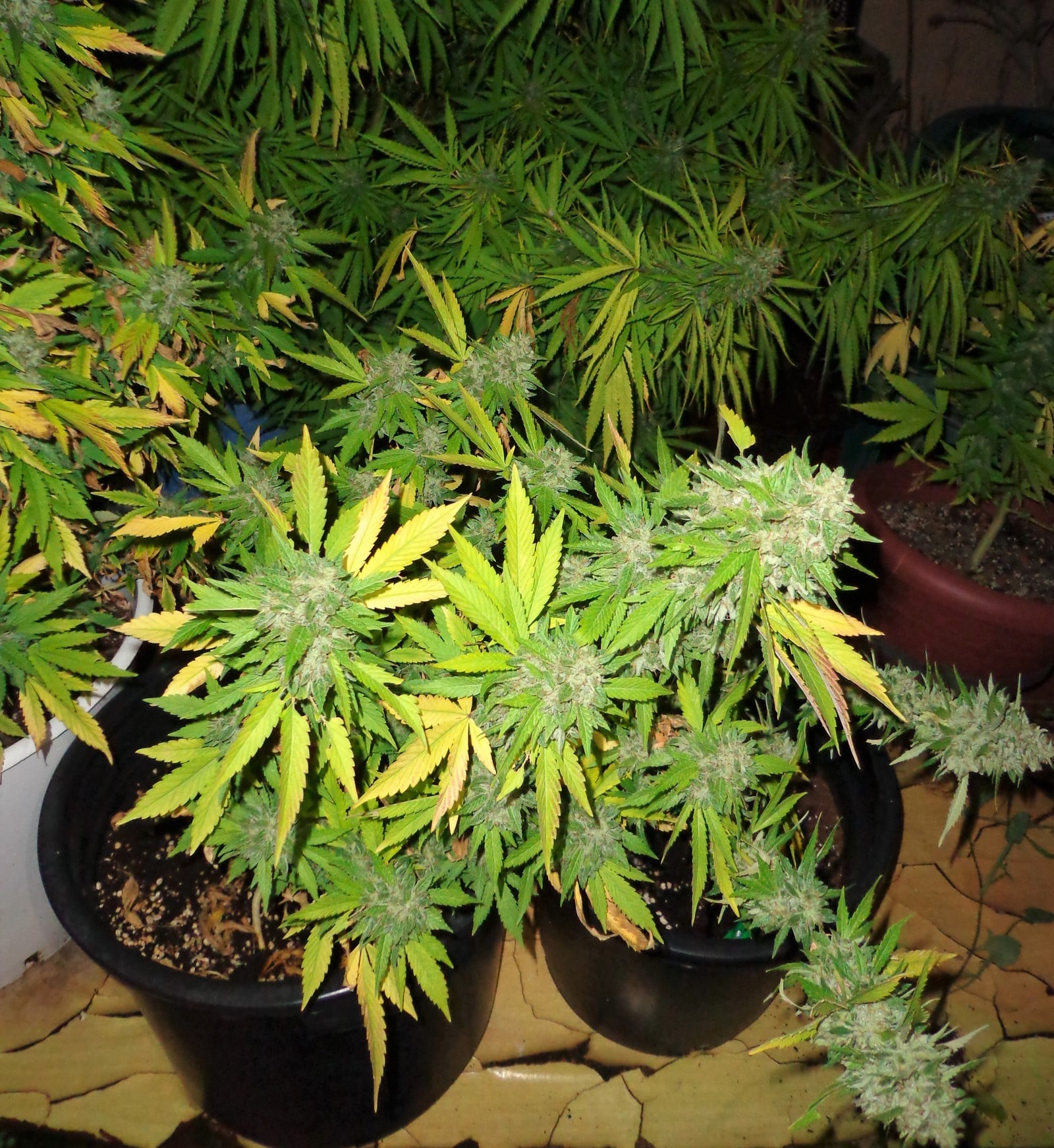 Cultivo en balcones y terrazas detalle 4