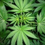 Marihuana imagen 5