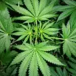 Marihuana imagen 5