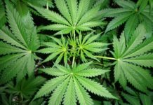Descubre mitos sobre el cultivo de marihuana Marihuana imagen 5