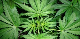 Marihuana imagen 5