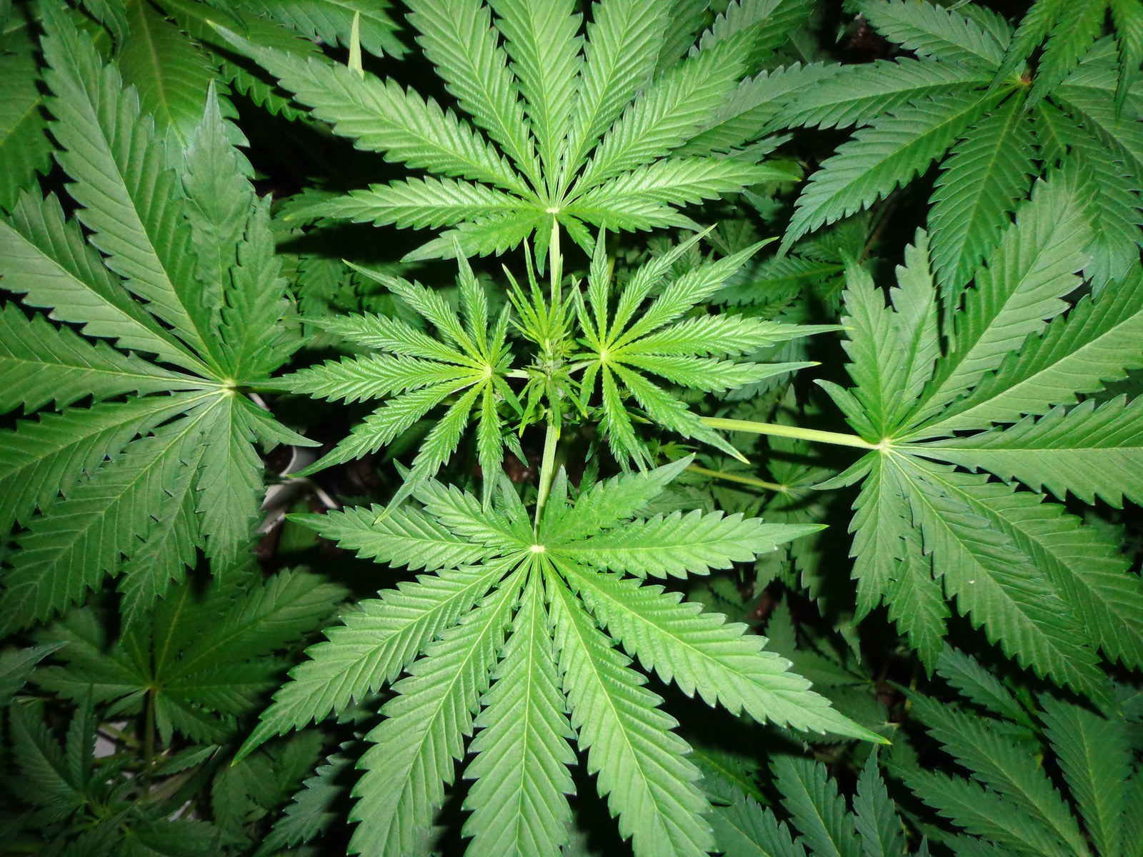 Marihuana imagen 5